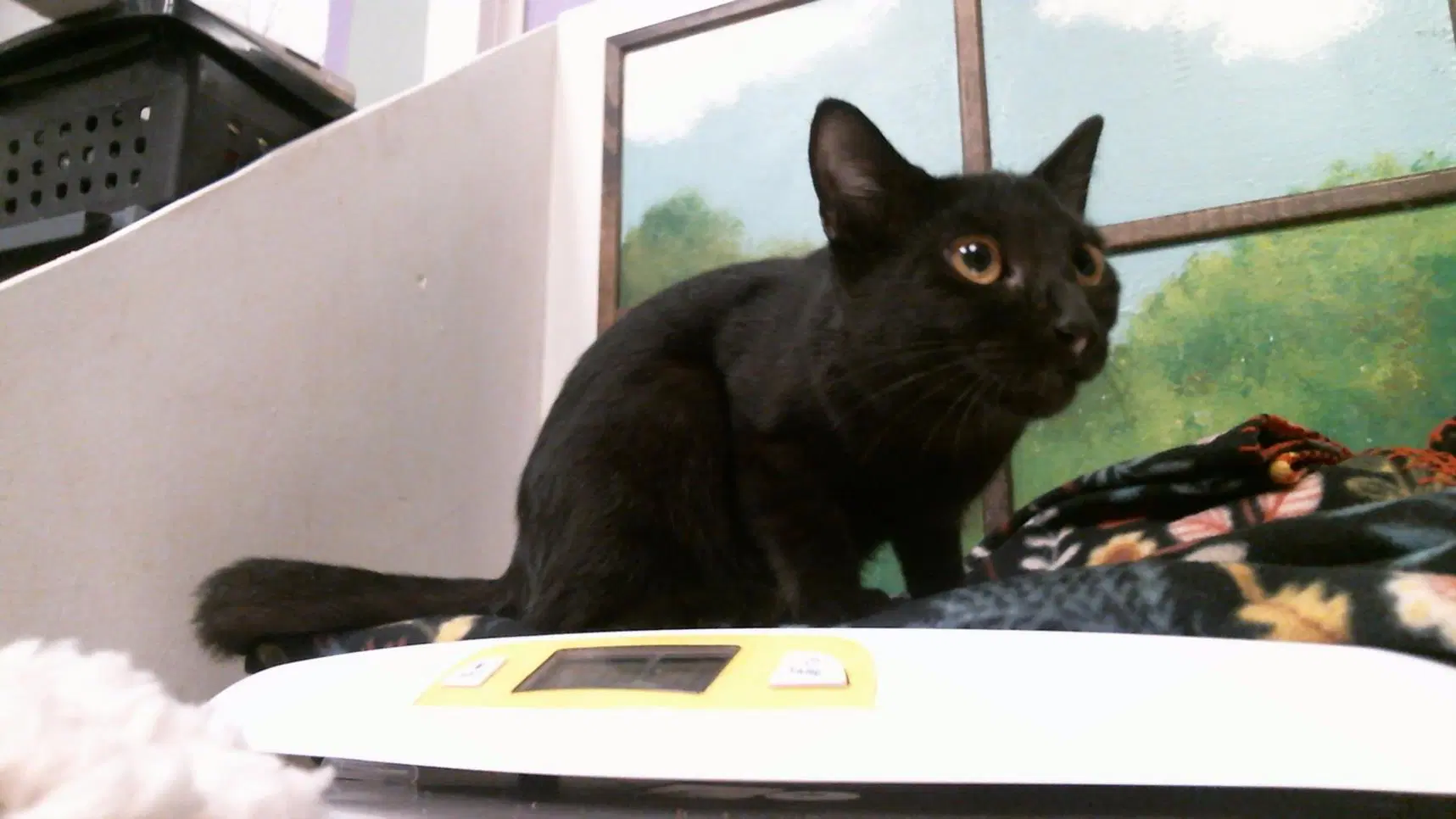 Unknown - Domestic Short Hair