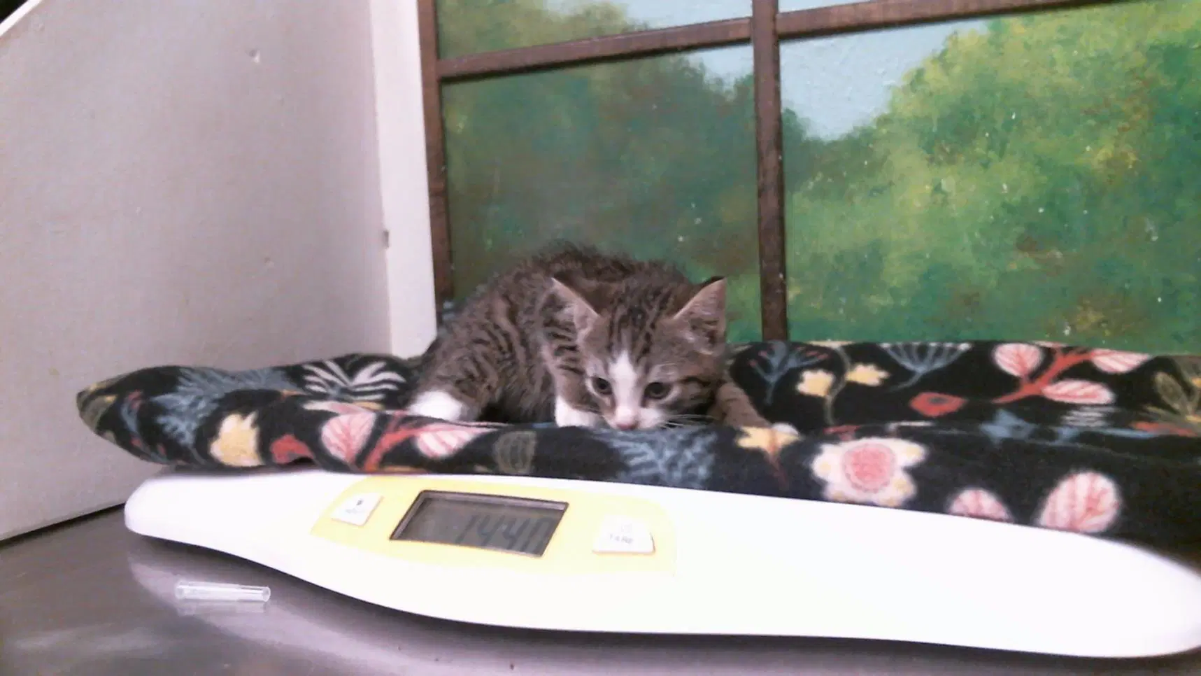 Unknown - Domestic Short Hair