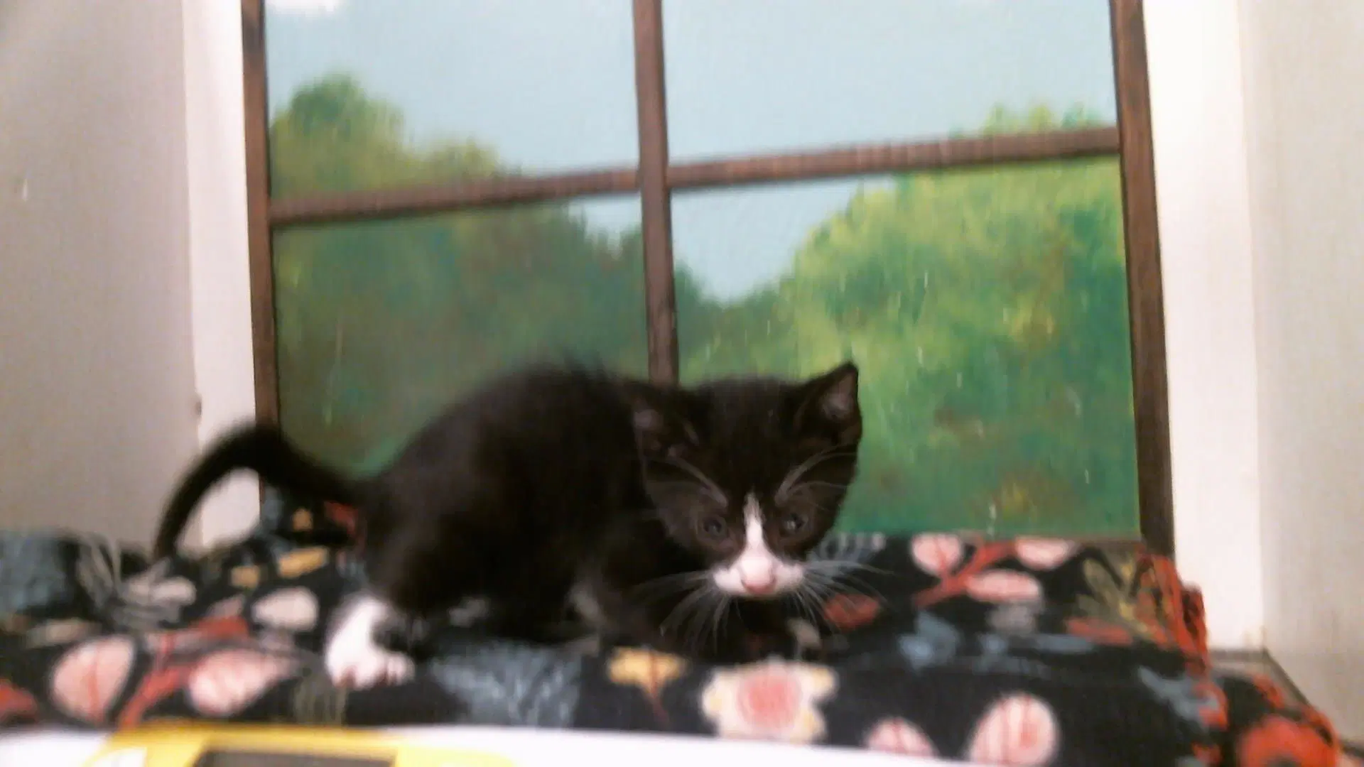 Unknown - Domestic Short Hair