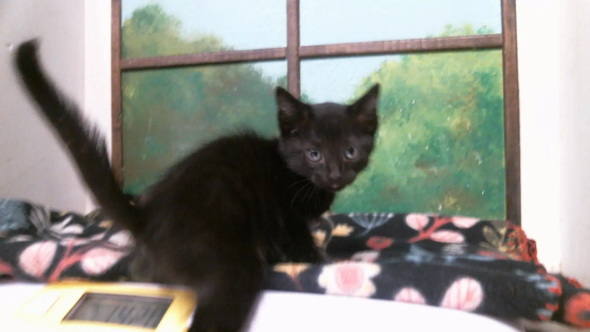 Unknown - Domestic Short Hair