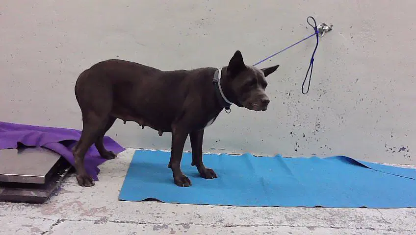 Flower - Staffordshire Bull Terrier