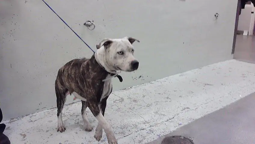 Loki - Staffordshire Bull Terrier