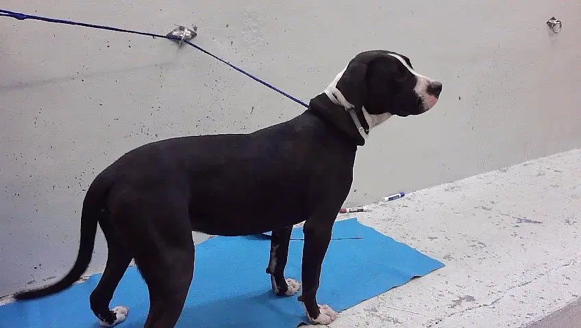 Max - Staffordshire Bull Terrier