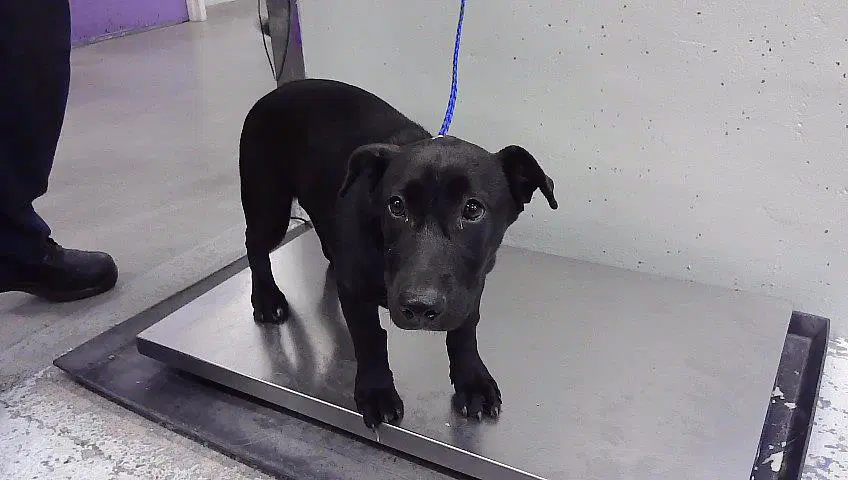 Max - Labrador Retriever