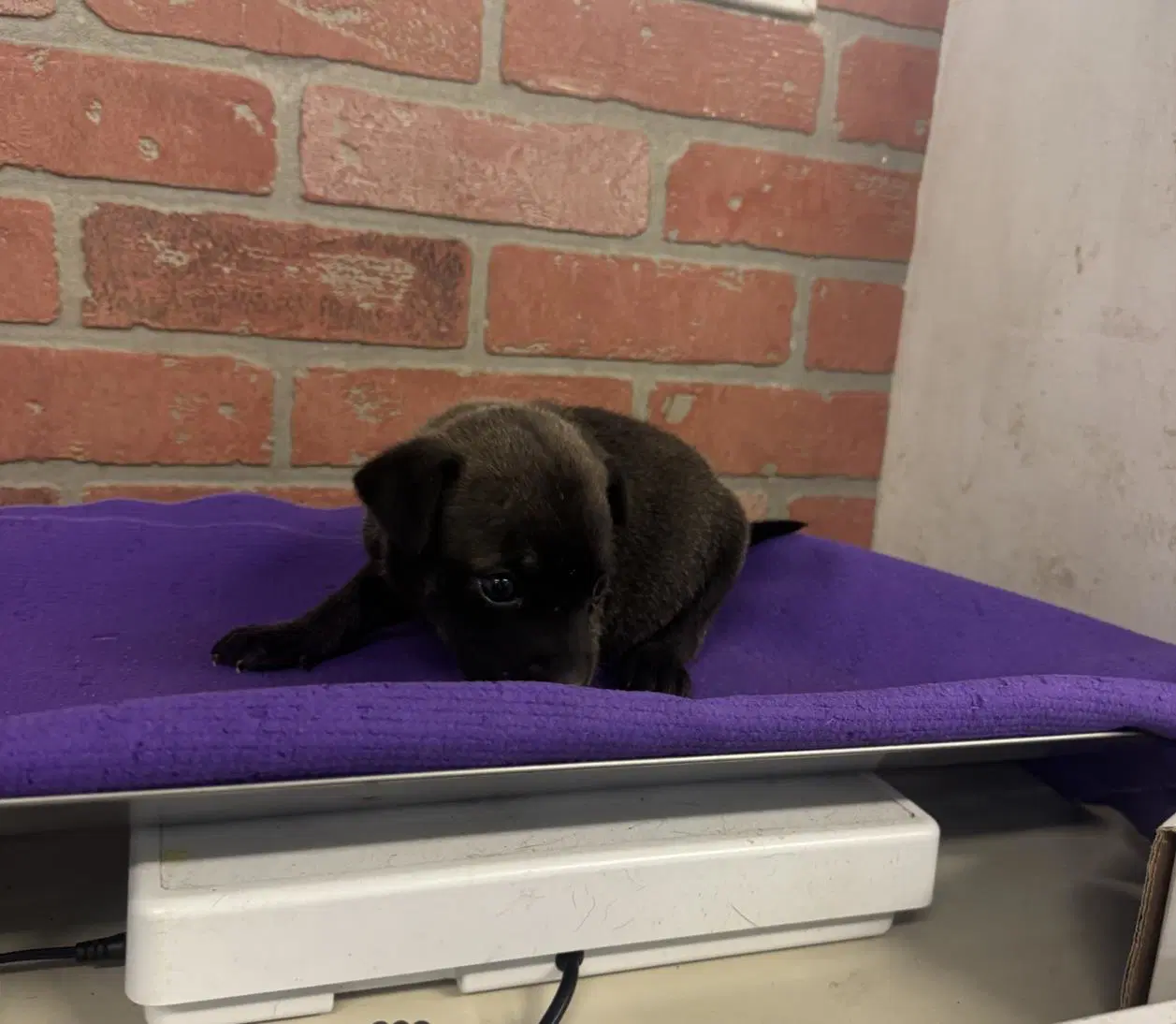 Buddy - Staffordshire Bull Terrier