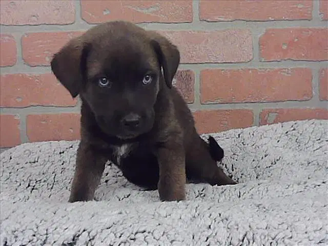 Natasha - Labrador Retriever