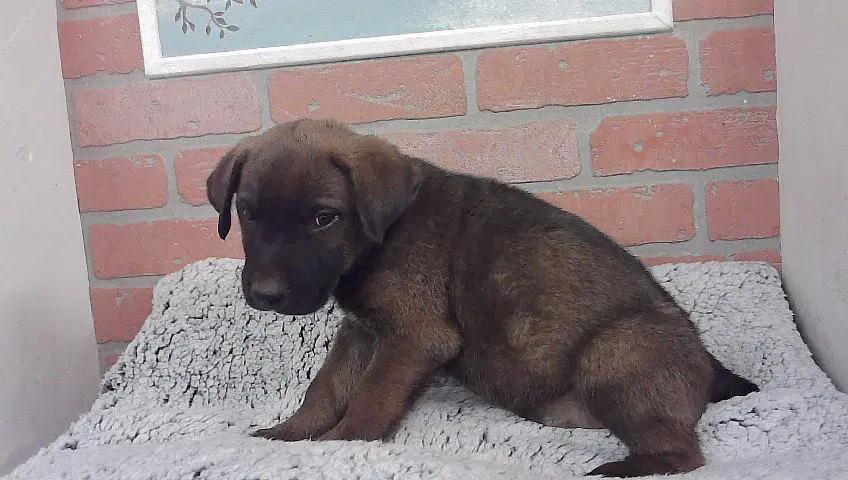 Apollo - Labrador Retriever