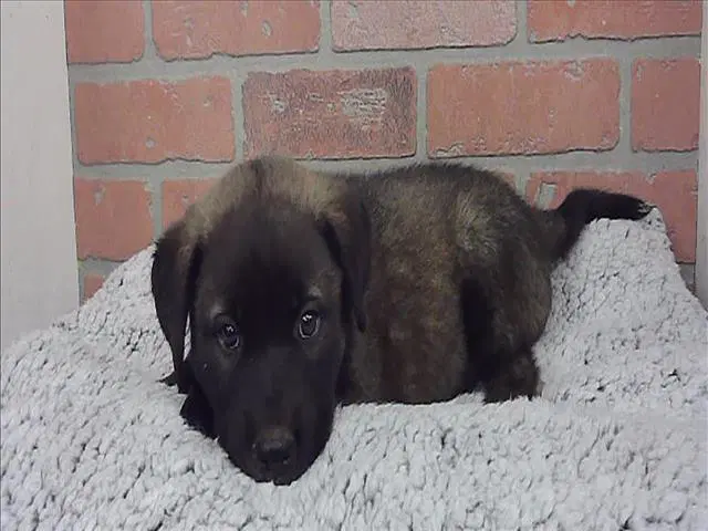 Thor - Labrador Retriever
