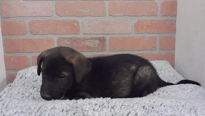 Clint - Labrador Retriever