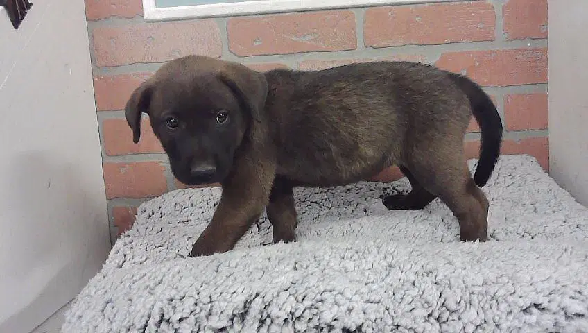 Wanda - Labrador Retriever
