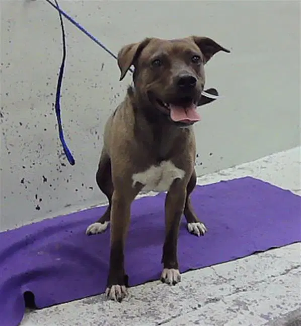 Stella Rose - Staffordshire Bull Terrier