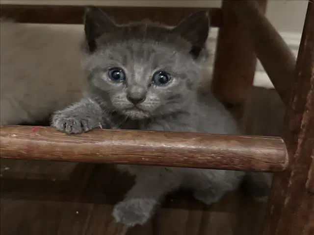 Dave - Domestic Short Hair