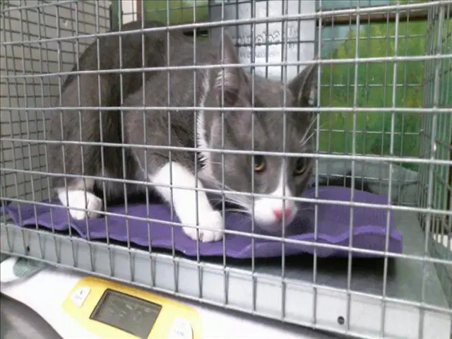 Felix - Domestic Short Hair