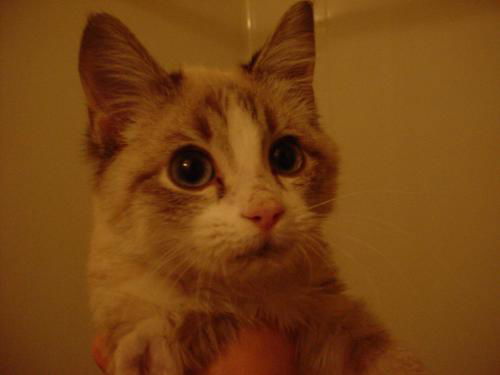 Snowball