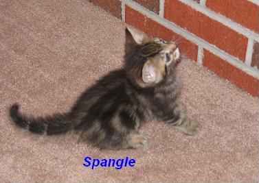 Spangle