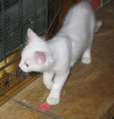 Lulu