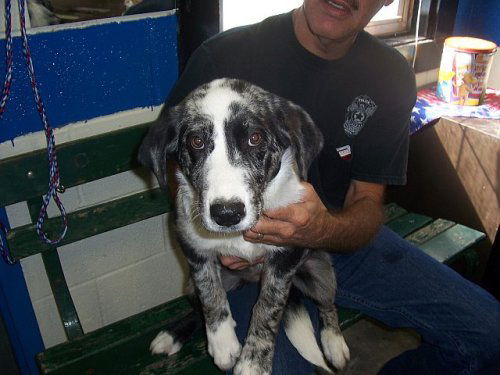 **URGENT**  Rosie