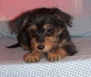 Dorothy