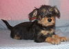 Dorothy
