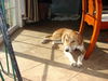 *sweet* Snoopy