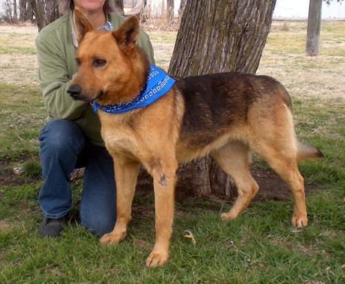 Male German Shep URGENT