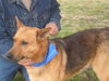 Male German Shep URGENT