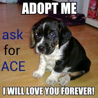 Ace (pup)