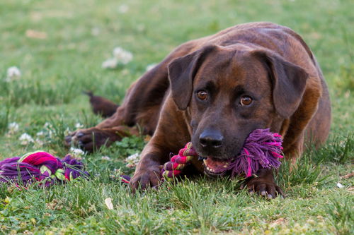 Tucker