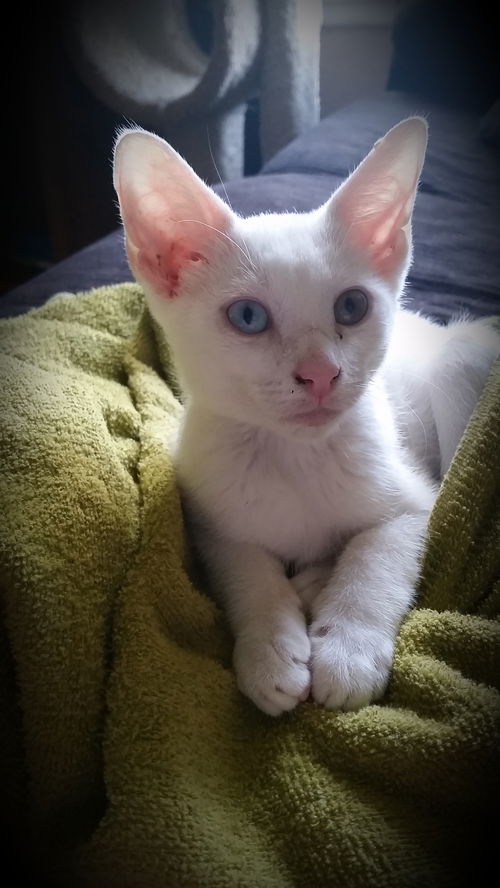 3 white kittens