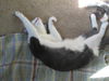 Groucho