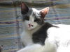 Groucho
