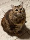 Mama Kitty