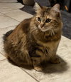 Mama Kitty