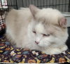 Priscilla