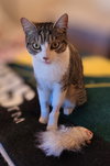 Jill Kitty