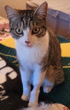 Jill Kitty