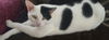 Bessie