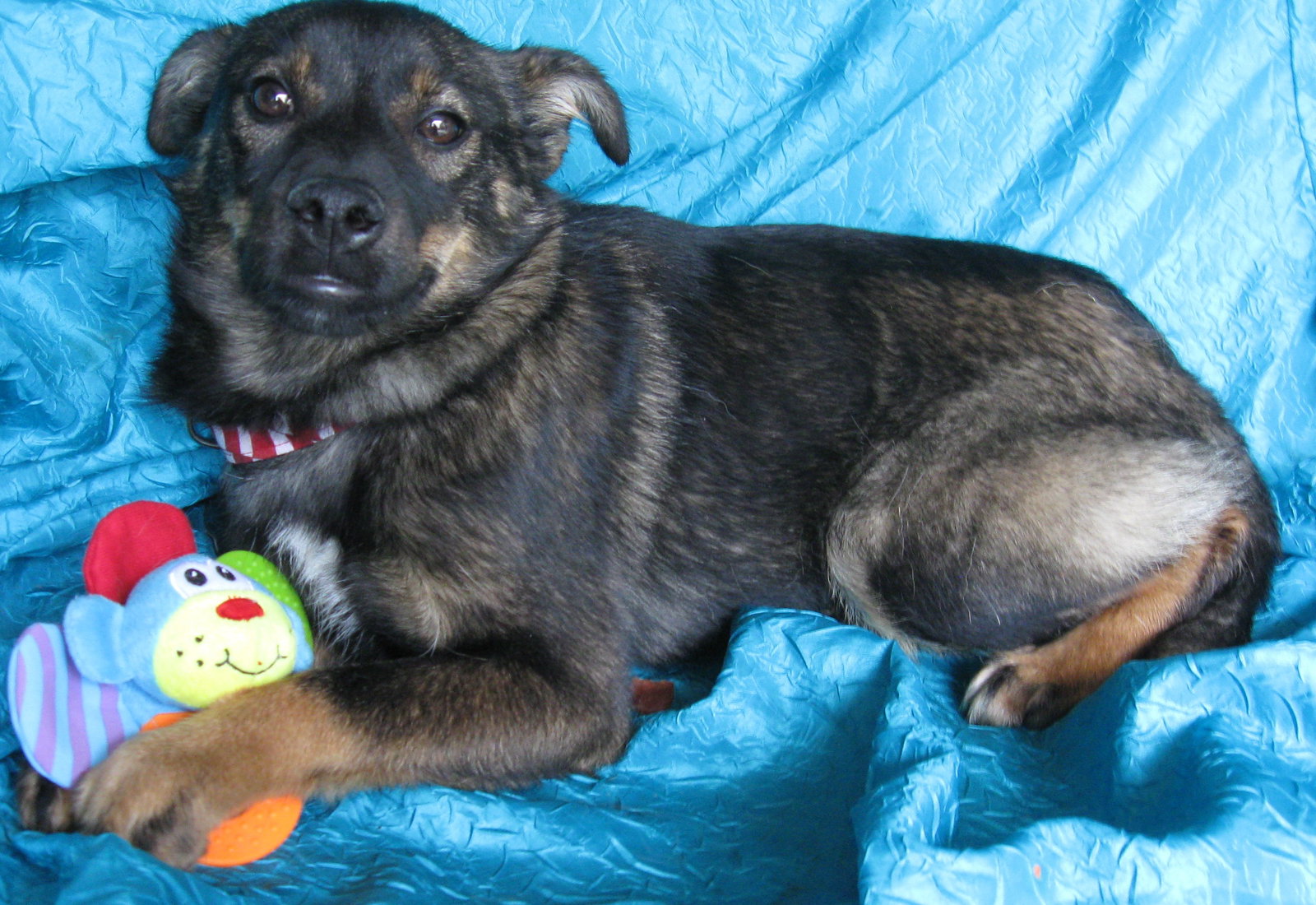 Dog for Adoption Brynne Lancer, a Shepherd in Corning, NY Alpha Paw