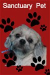 adoptable Dog in , NY named Flynn DelleBovi