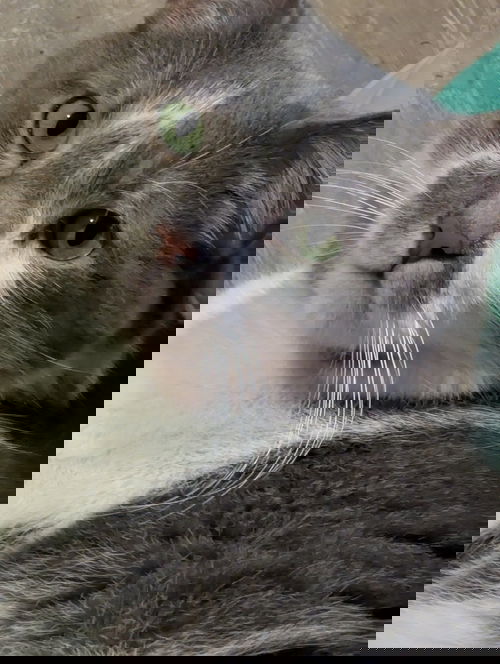 picture of the cat needing adoption