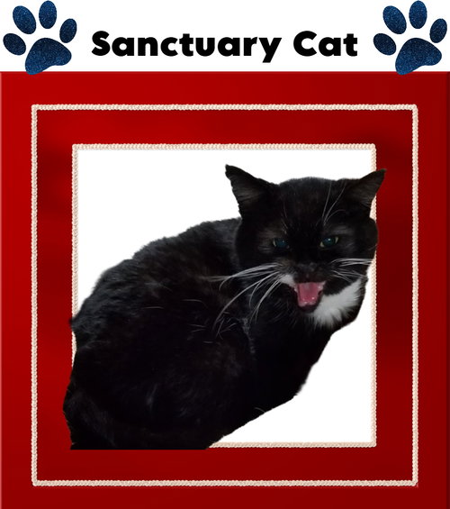picture of the cat needing adoption