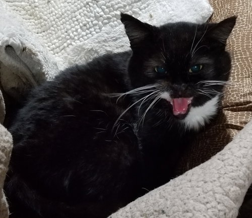 FLOYD THE CELLAR CAT - Domestic Short Hair available for adoption