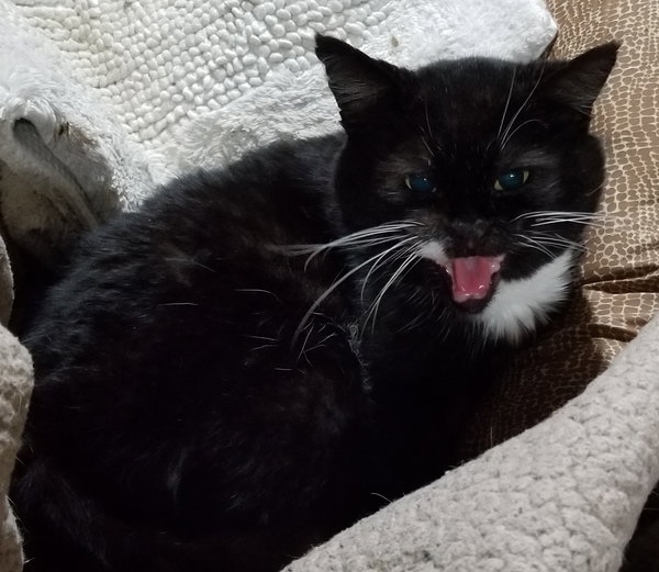 Floyd the Cellar Cat