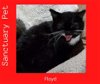 adoptable Cat in cuba, NY named Floyd the Cellar Cat