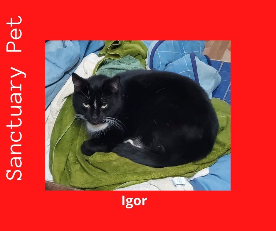 adoptable Cat in Cuba, NY named Igor