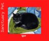 adoptable Cat in cuba, NY named Igor