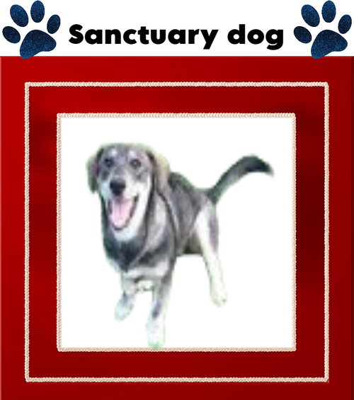 picture of the dog needing adoption