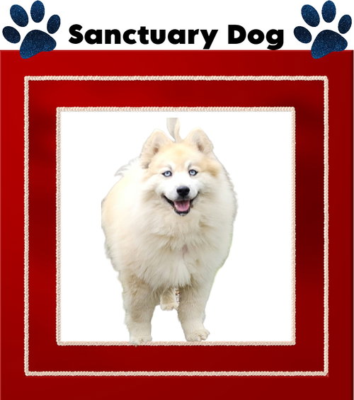 picture of the dog needing adoption