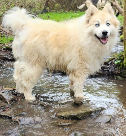 BEAR KENDALL - Husky / Pomeranian available for adoption