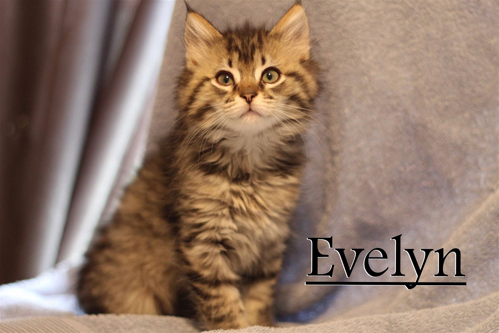 adoptable Cat in Cuba, NY named Evelyn Vaccaro